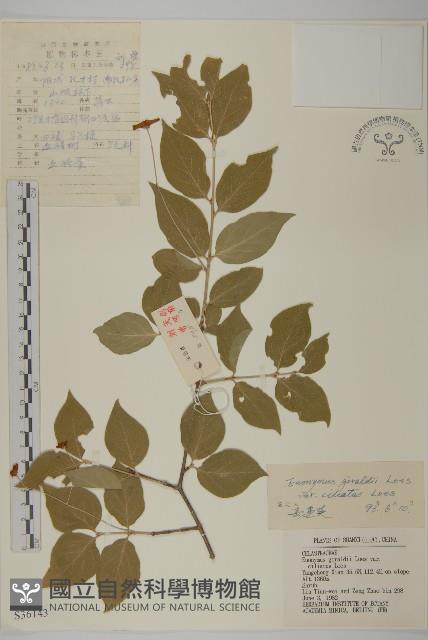 纖齒衛矛藏品圖，第1張