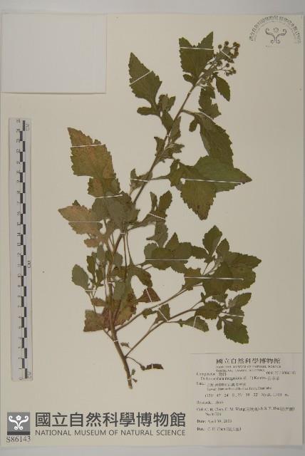 茯苓菜藏品圖，第1張