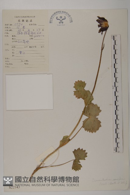 鐘花垂頭菊藏品圖，第1張