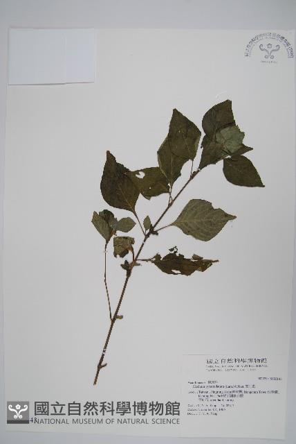 賽山藍藏品圖，第1張