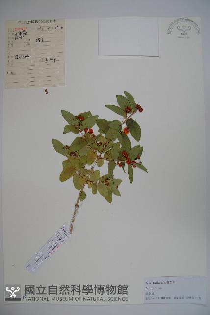 登錄號:S105143藏品圖，第1張