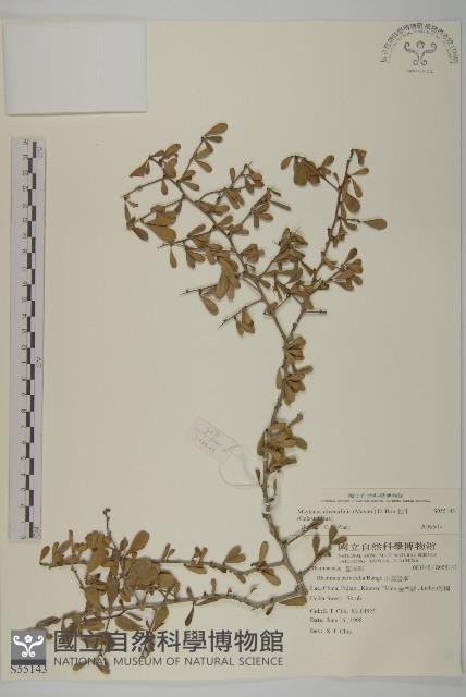 Thorny gymnosporia Collection Image, Figure 1, Total 2 Figures