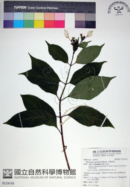 玉葉金花藏品圖，第1張