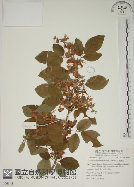 白木蘇花藏品圖，第1張