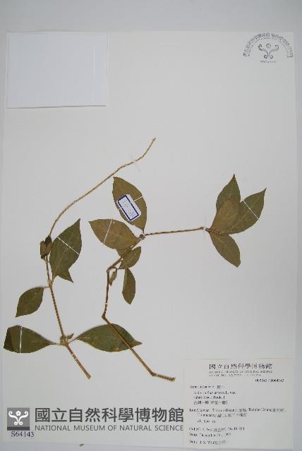 牛膝藏品圖，第1張