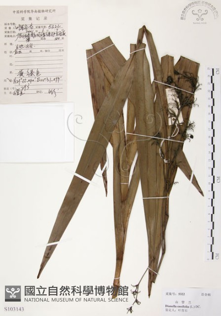 桔梗蘭藏品圖，第1張