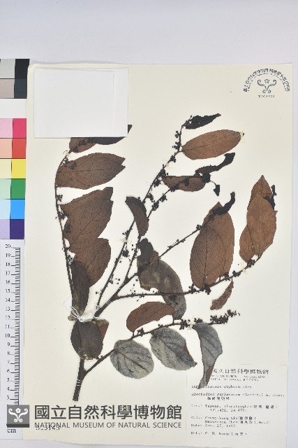 錫蘭饅頭果，香港饅頭果，大葉饅頭果，香港算盤子藏品圖，第1張