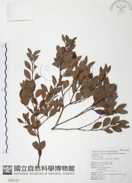 小葉赤楠藏品圖，第1張