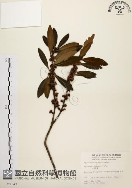 大明橘藏品圖，第1張