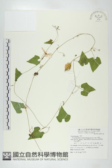 瓣瓜藏品圖，第1張