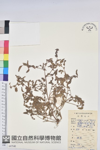 鐵莧菜藏品圖，第1張