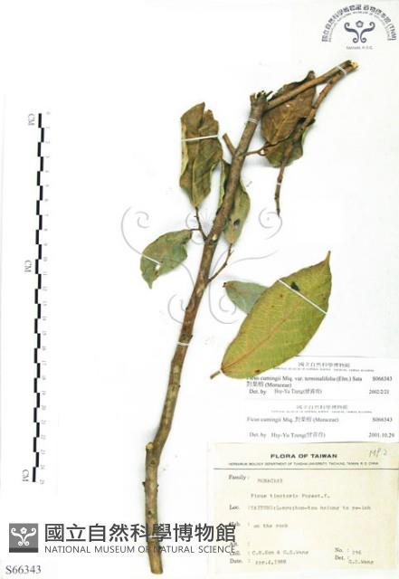 對葉榕藏品圖，第1張