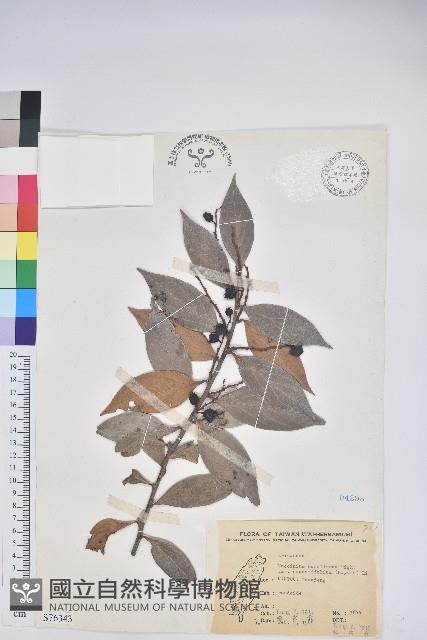 Himalays Blue Berry Collection Image