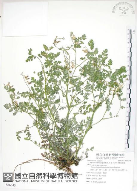 彎果黃菫藏品圖，第1張