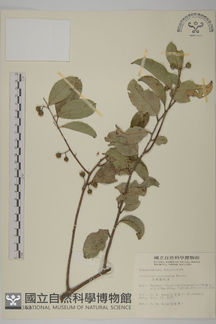 光果南蛇藤藏品圖，第1張