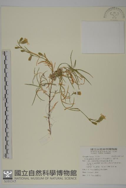 南湖大山蠅子草藏品圖，第1張