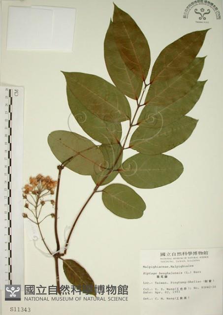 猿尾藤藏品圖，第1張