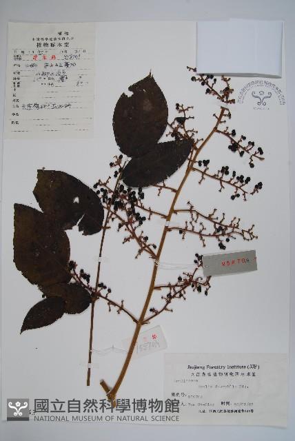 頭序蔥木藏品圖，第1張