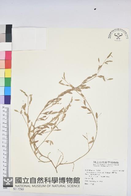 假葉下珠藏品圖，第1張