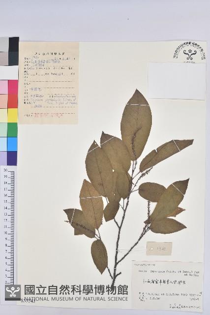 白木烏臼藏品圖，第1張