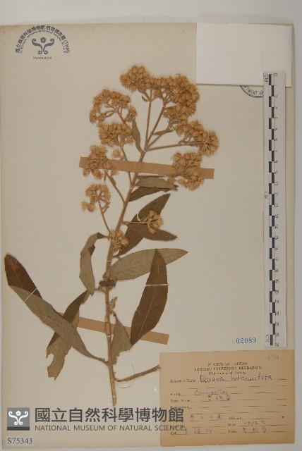 艾納香藏品圖，第1張