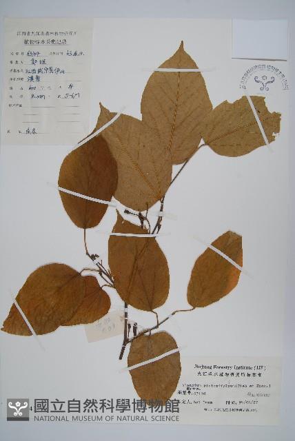 八角楓、瓜木藏品圖，第1張