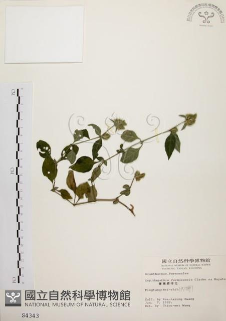 臺灣鱗球花藏品圖，第1張