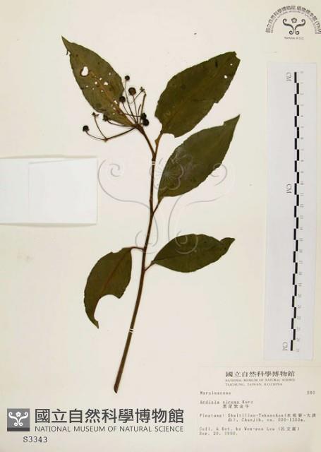 黑星紫金牛藏品圖，第1張