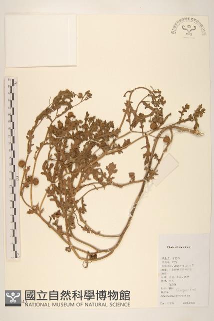 戴星草藏品圖，第1張