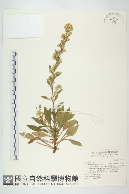 一枝黃花藏品圖，第1張