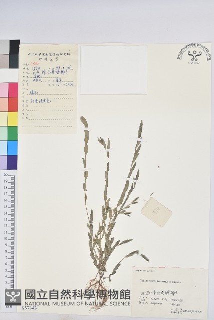 蜜柑草藏品圖，第1張