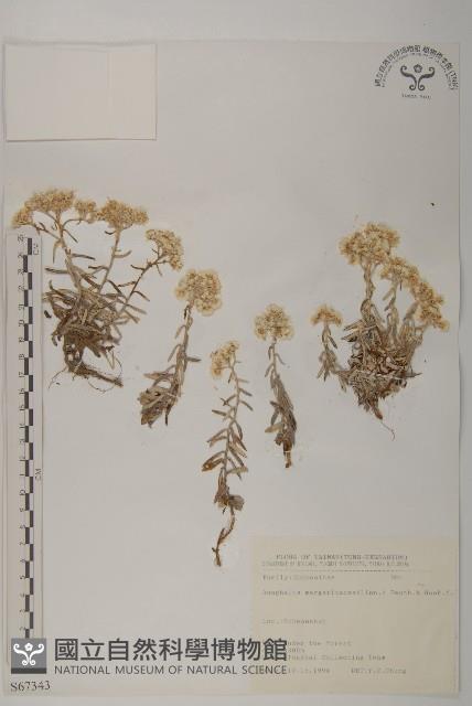 抱莖籟簫藏品圖，第1張