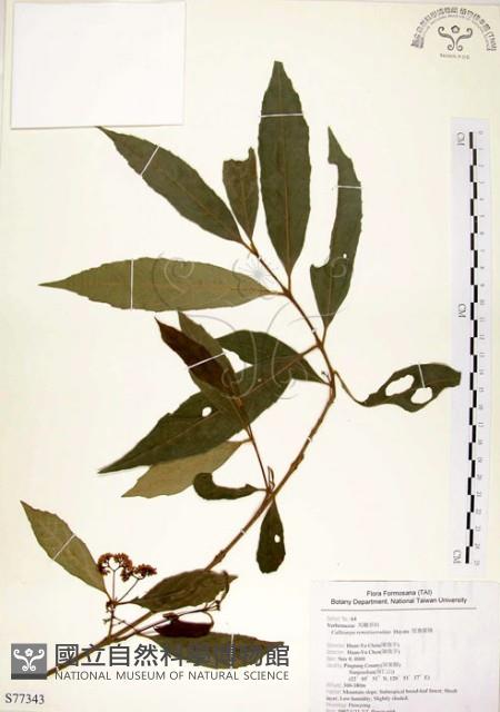 疏齒紫珠、恆春紫珠藏品圖，第1張