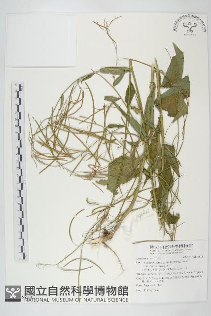 登錄號:S116843藏品圖，第1張