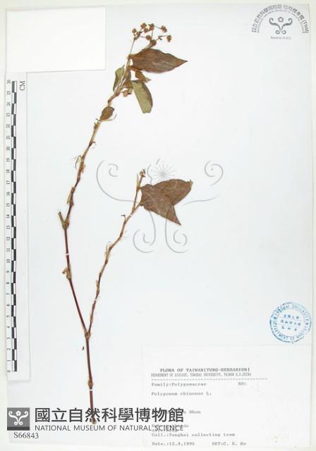 火炭母草、清飯藤藏品圖，第1張