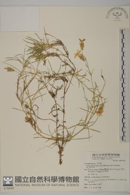 玉山蠅子草藏品圖，第1張