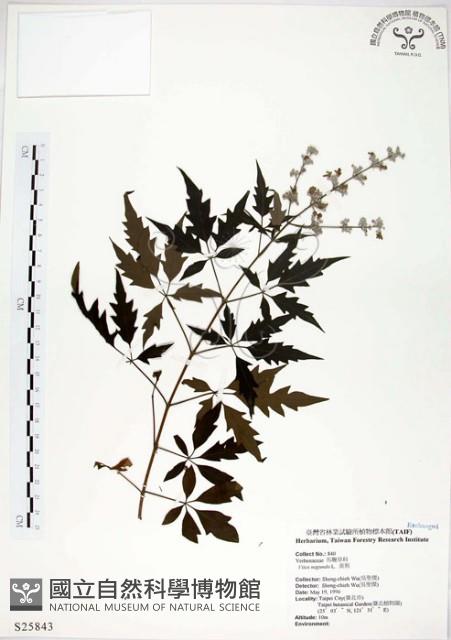 黃荊藏品圖，第1張