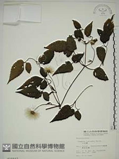 小木通藏品圖，第1張