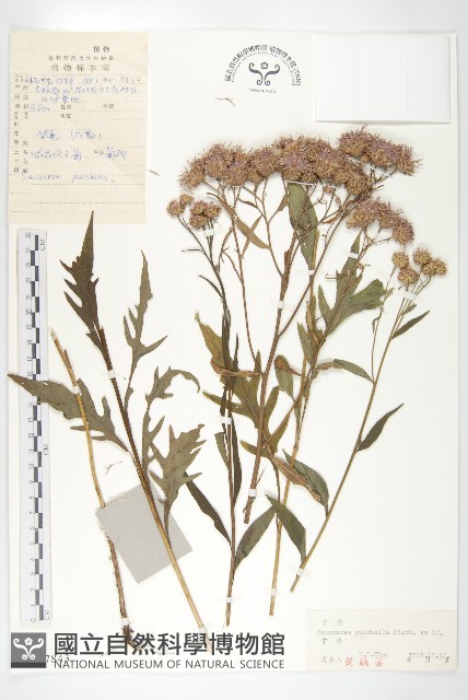 球花鳳毛菊藏品圖，第1張