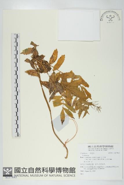 登錄號:S137843藏品圖，第1張