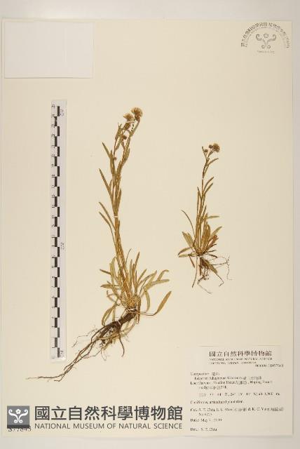 福山氏飛蓬藏品圖，第1張