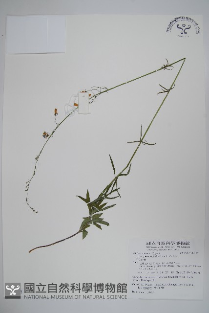 輪葉沙參藏品圖，第1張