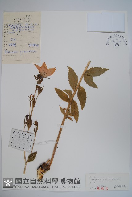 桔梗藏品圖，第1張