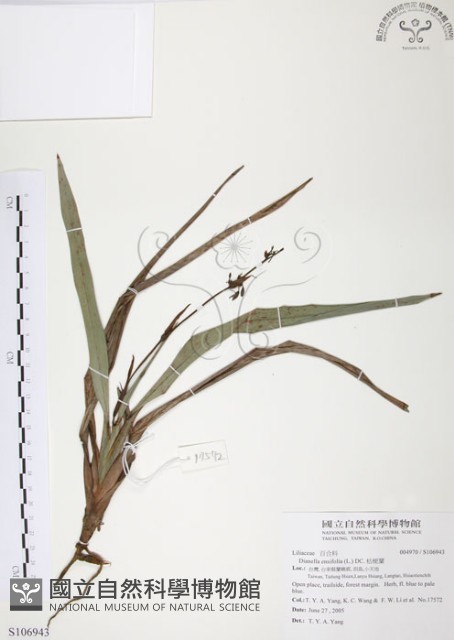 桔梗蘭藏品圖，第1張