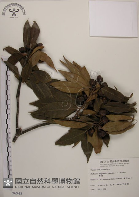 木荷藏品圖，第1張