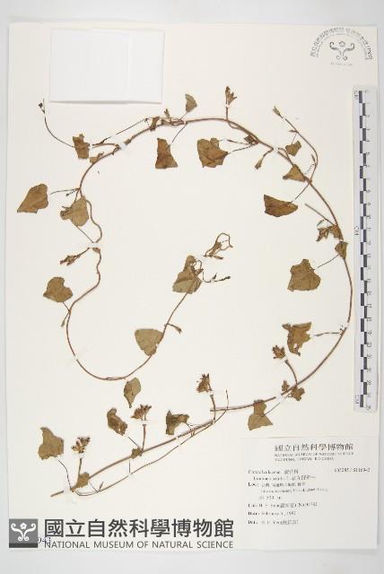 紅花野牽牛藏品圖，第1張