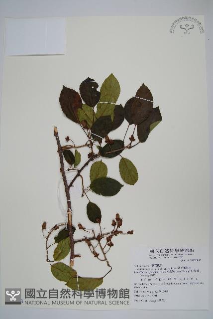 硬齒獼猴桃藏品圖，第1張