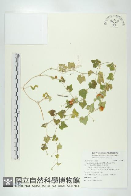 天花藏品圖，第1張