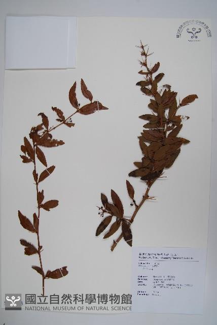 南湖小蘗藏品圖，第1張