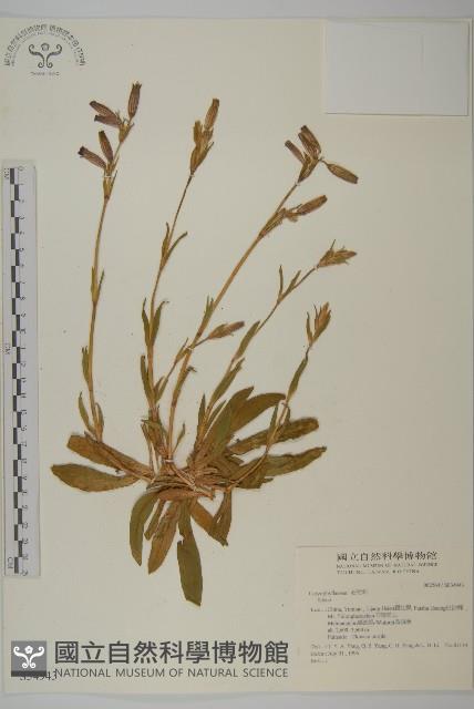 登錄號:S034943藏品圖，第1張